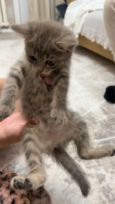 Отдам котика в добрый руки