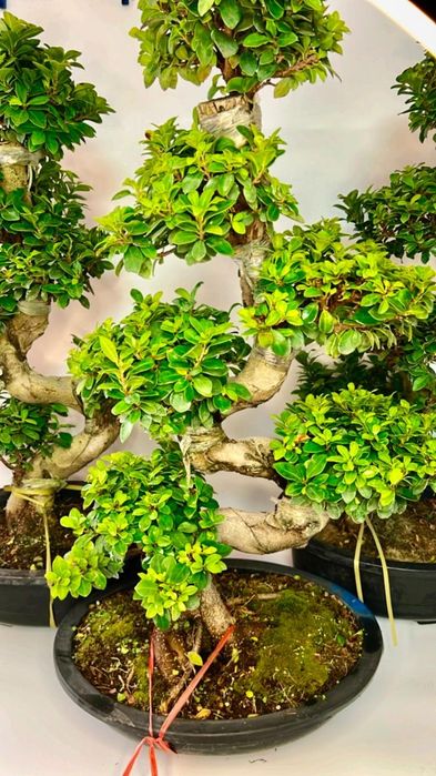 Фикус Бонсай 80-90 см