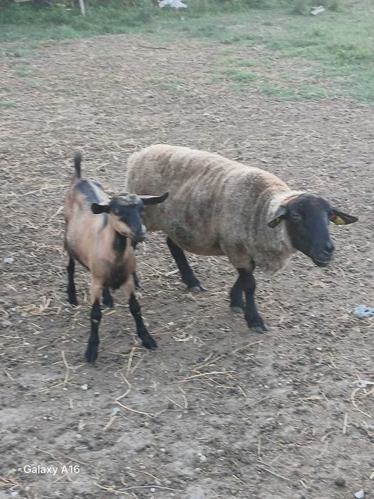 Vând 5 oi suffok și 7 miei