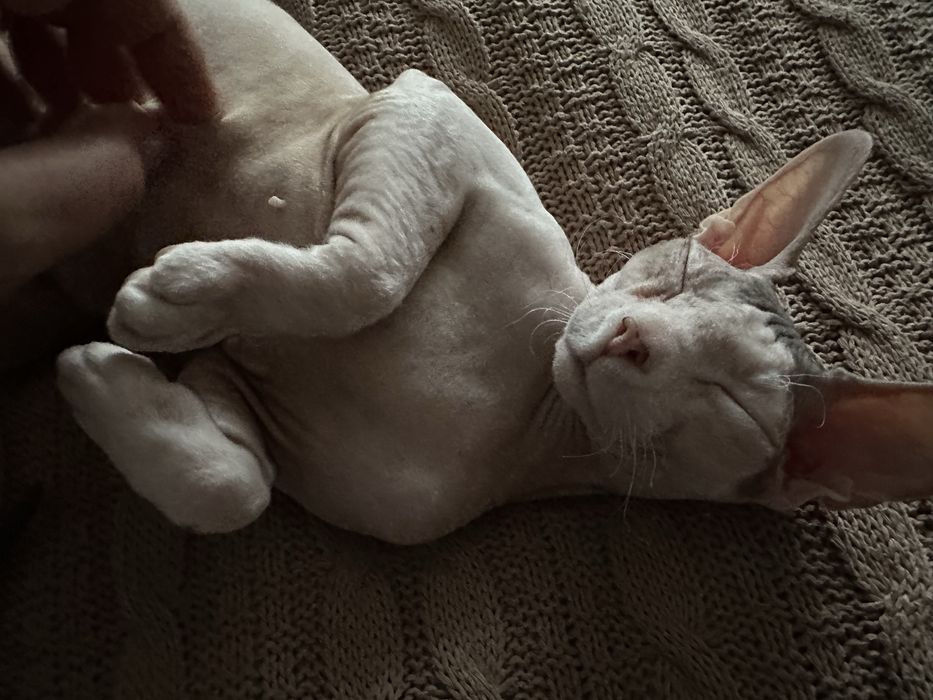 Кошечка сфинкс продам