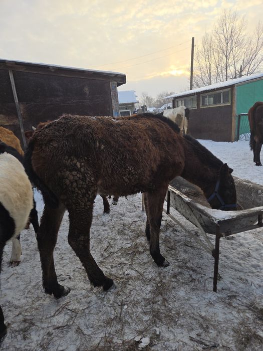 Продается жабағы