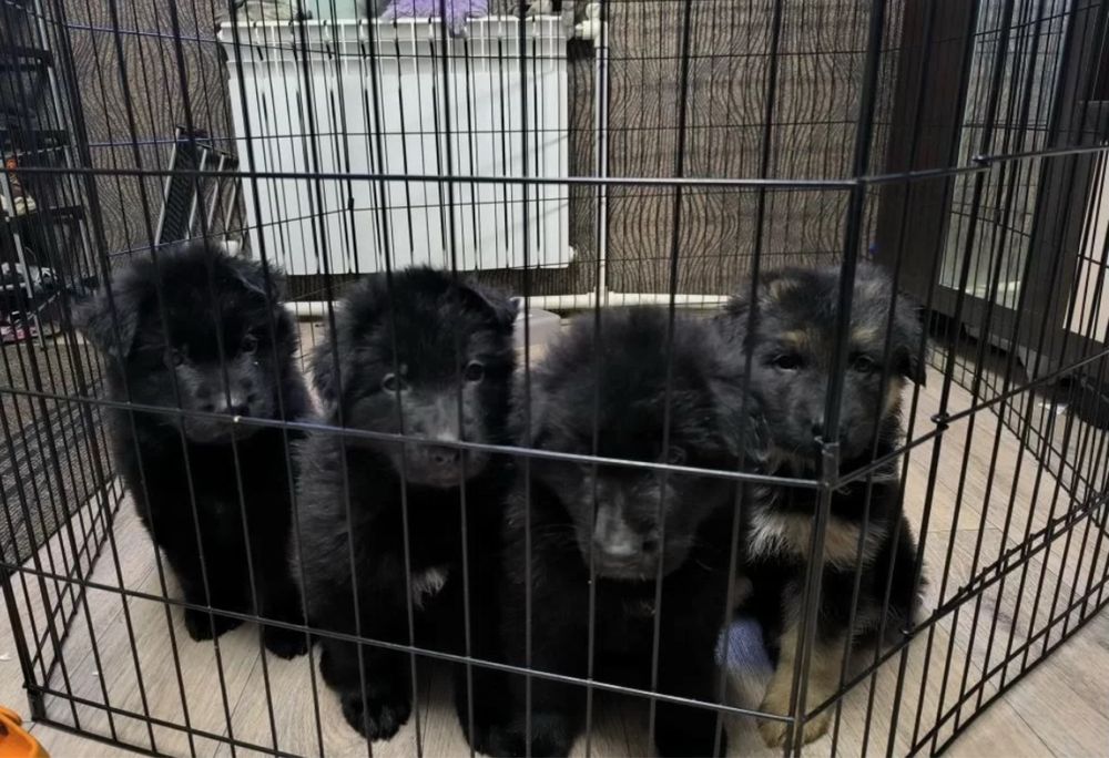 Овчарка немецкая