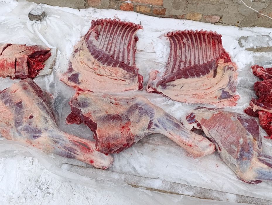 Продам мясо конина таичик
