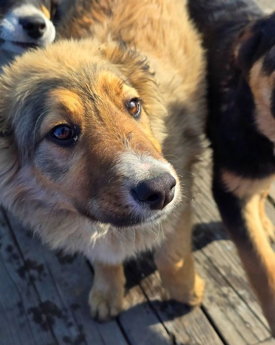 Собака щенок в добрые руки (3 месяца, девочка)