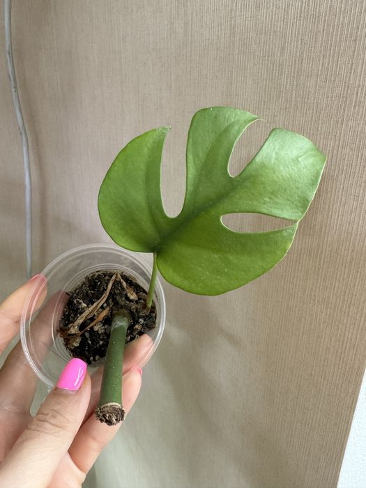 Монстера Желтая Yellow