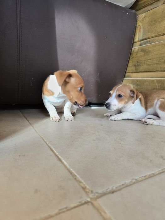 Мини Джак Ръсели