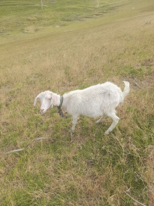 Козы заинская с козлятами