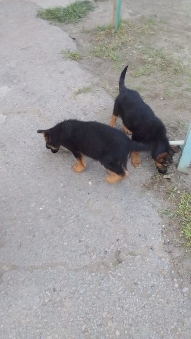 ПРОДАЮ щенков восточной овчарки