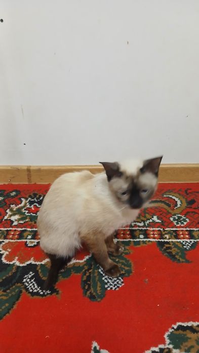 Siamskiy mushugimiz Yaxshi qollarga beramiz