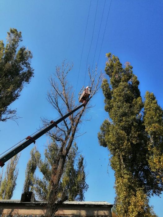 Спил деревьев любой сложности