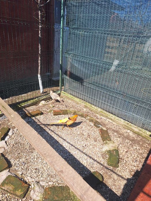 Fazani de vanzare auriu pe galben argintii si pauni