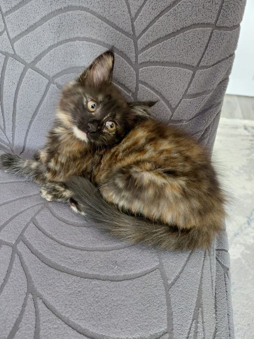 Отдам котёнка в хорошие руки