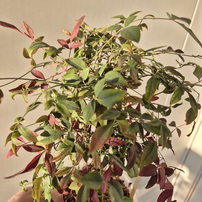 Комнатное деревце мини