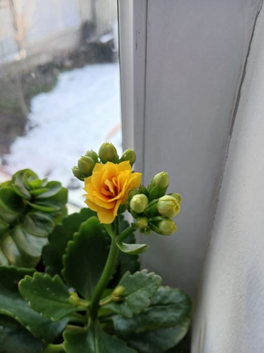 Срочно продам цветы