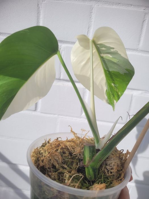 Монстера вариегантная минт