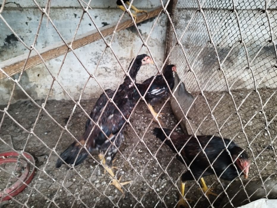 Куланги зотли Жужа Хурозлар