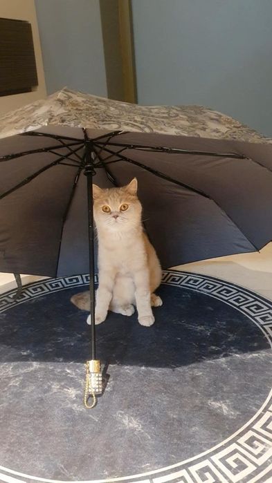 Британская кошка