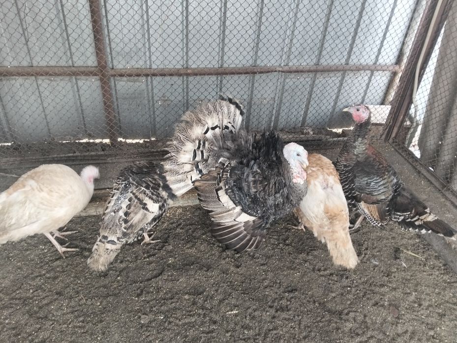 Продам индюков..