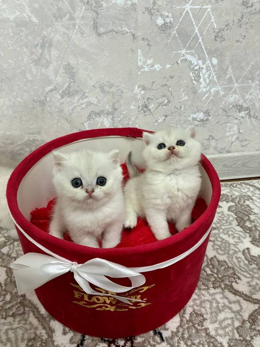 Продаётся котята mushukchalar sotiladi