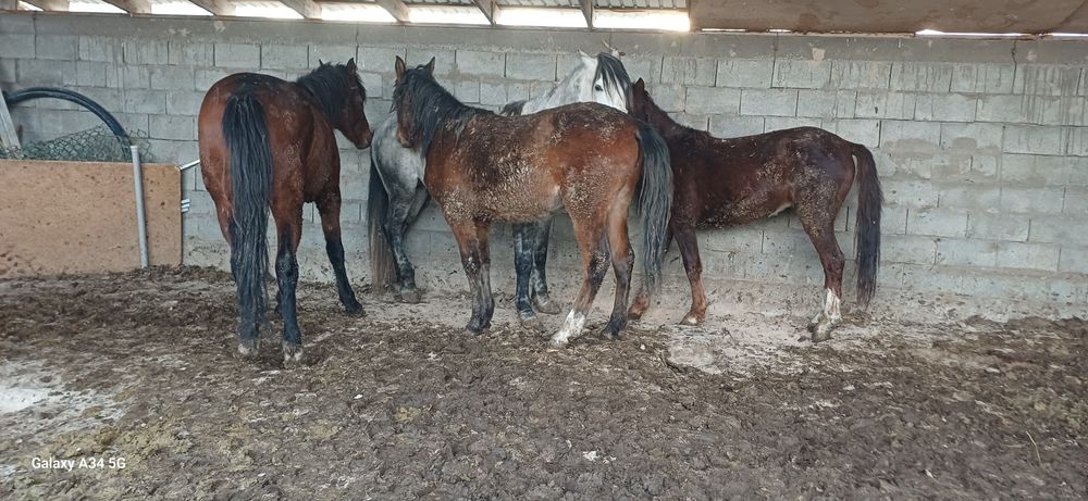 Семиз согым сатамын