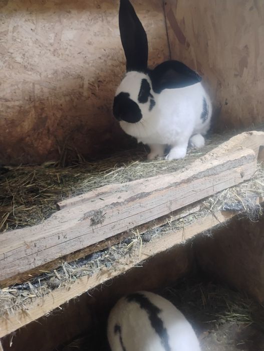 Uriaș pestriț german