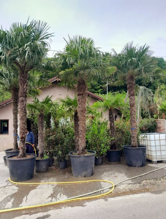 Palmieri decorativi Trachycarpus