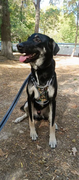 щенок в добрые руки, бесплатно