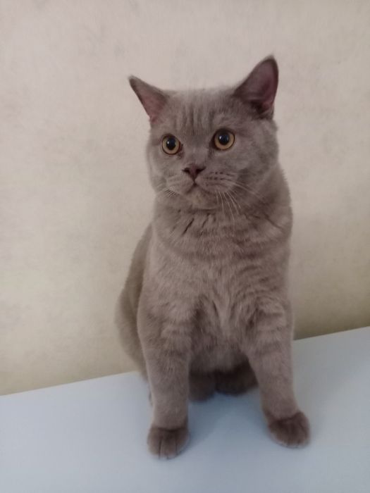 Брутальный шотландец ищет подругу