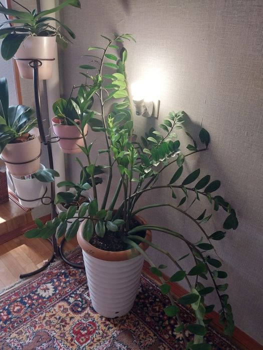 Комнатные цветы,лавр,орхидеи,нолины...