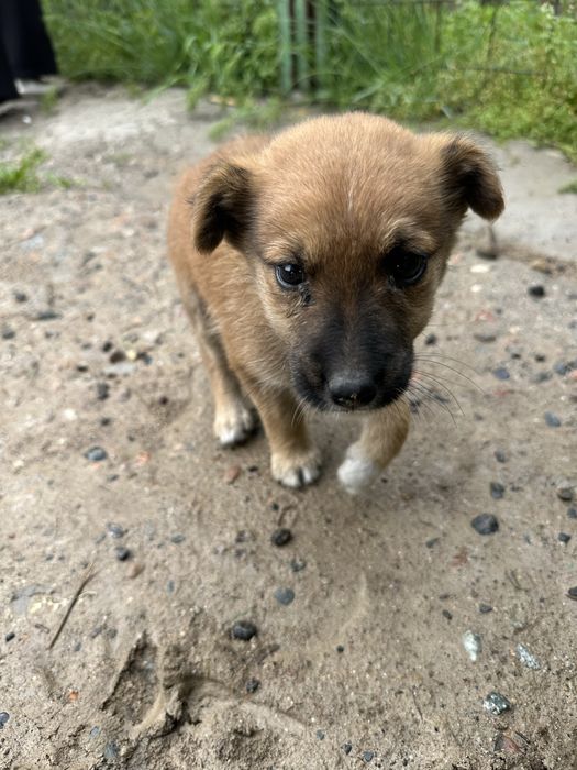 Отдам щенка мальчика