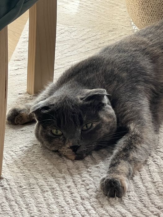 Мысық жақсы қолға беріледі.