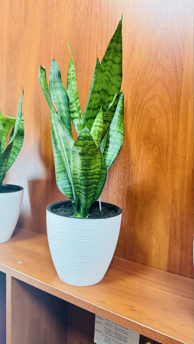 Горшки Сансиевьерии