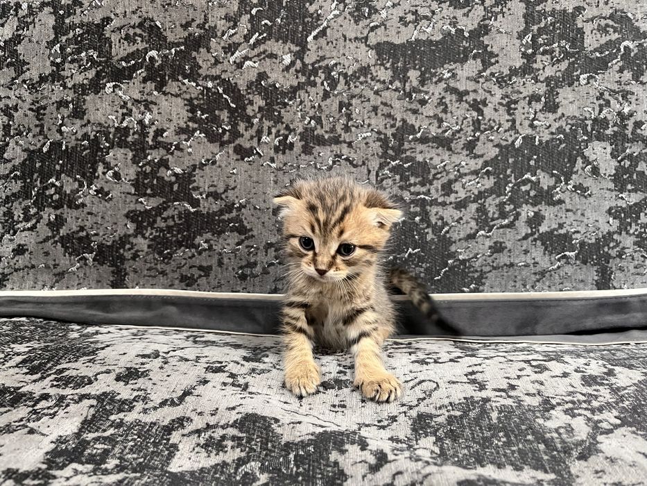 Продам котят.