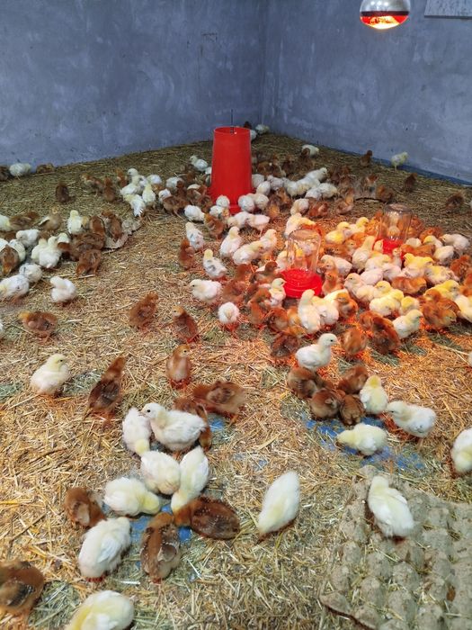 16-kunlik dominant red joʻjalari sotiladi