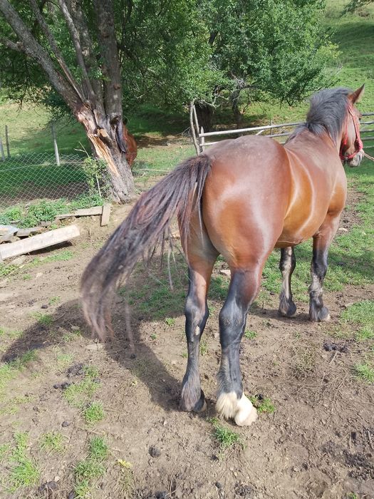 Manz de 2 ani de vanzare