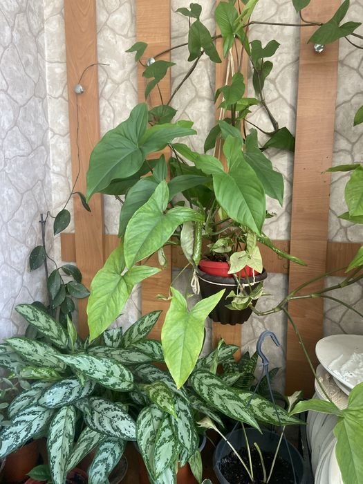 Вьющиеся сциндапсусы (сортовые 3 вида), сингониум2