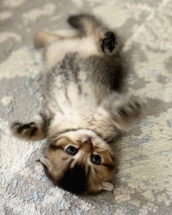 Срочно продаётся котёнок