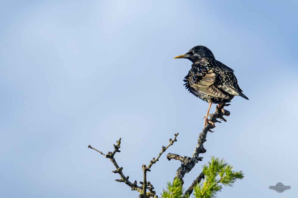 Tamron 150-600mm F5-6.3 VC G2 Canon EF
