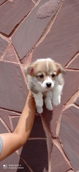 Красивые щенки  Вельш корги пемброк