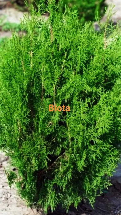 Gard viu tuia orientalis biota