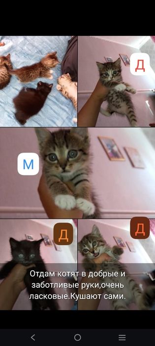 Отдам котят в добрые руки.