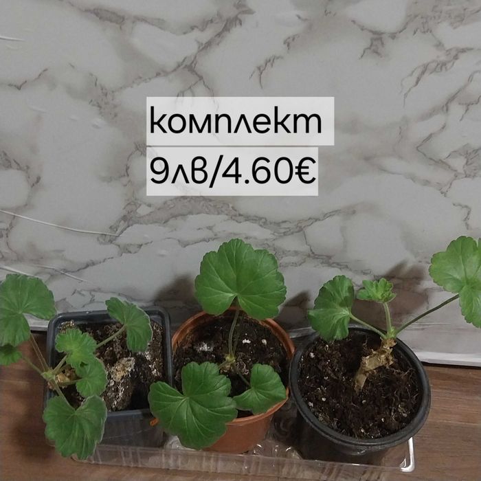 Комплекти с мушкато и сакъзче /цветя