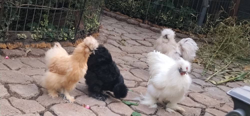 Oferta specială familii de puicuțe tinere