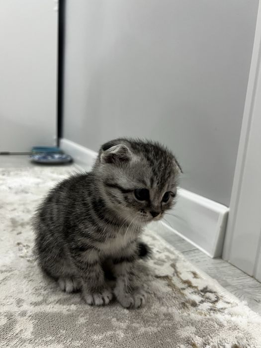 Продается шотладская вислоухая котенок девочка