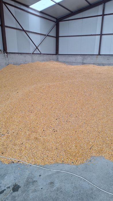 Porumb boabe de vanzare