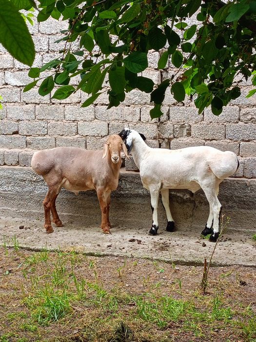 Zotli Arashan qoʻylari  5milliyondan