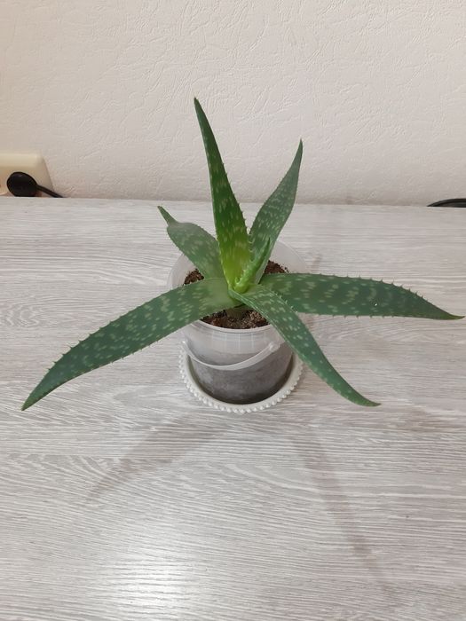 Комнатные цветы по 2000 тг