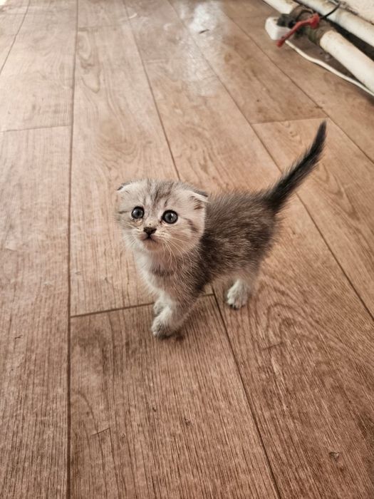 Отдам котят девочки