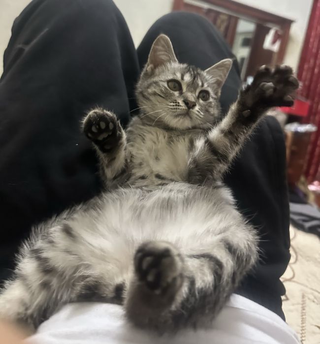 Продается Кошка Серебристый тигровый табби