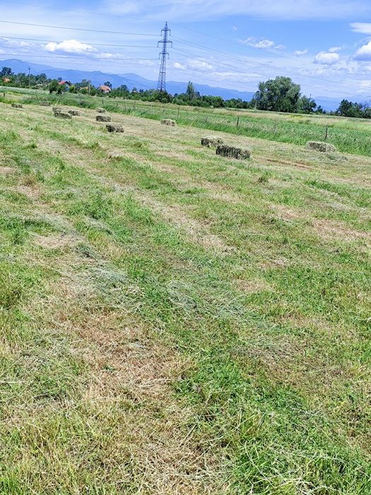 Baloți Lucernă și fân